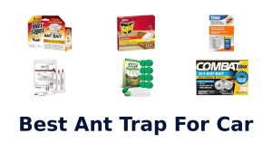 Best Ant Trap For Car