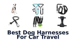 Best Dog Harnesses For Car Travel